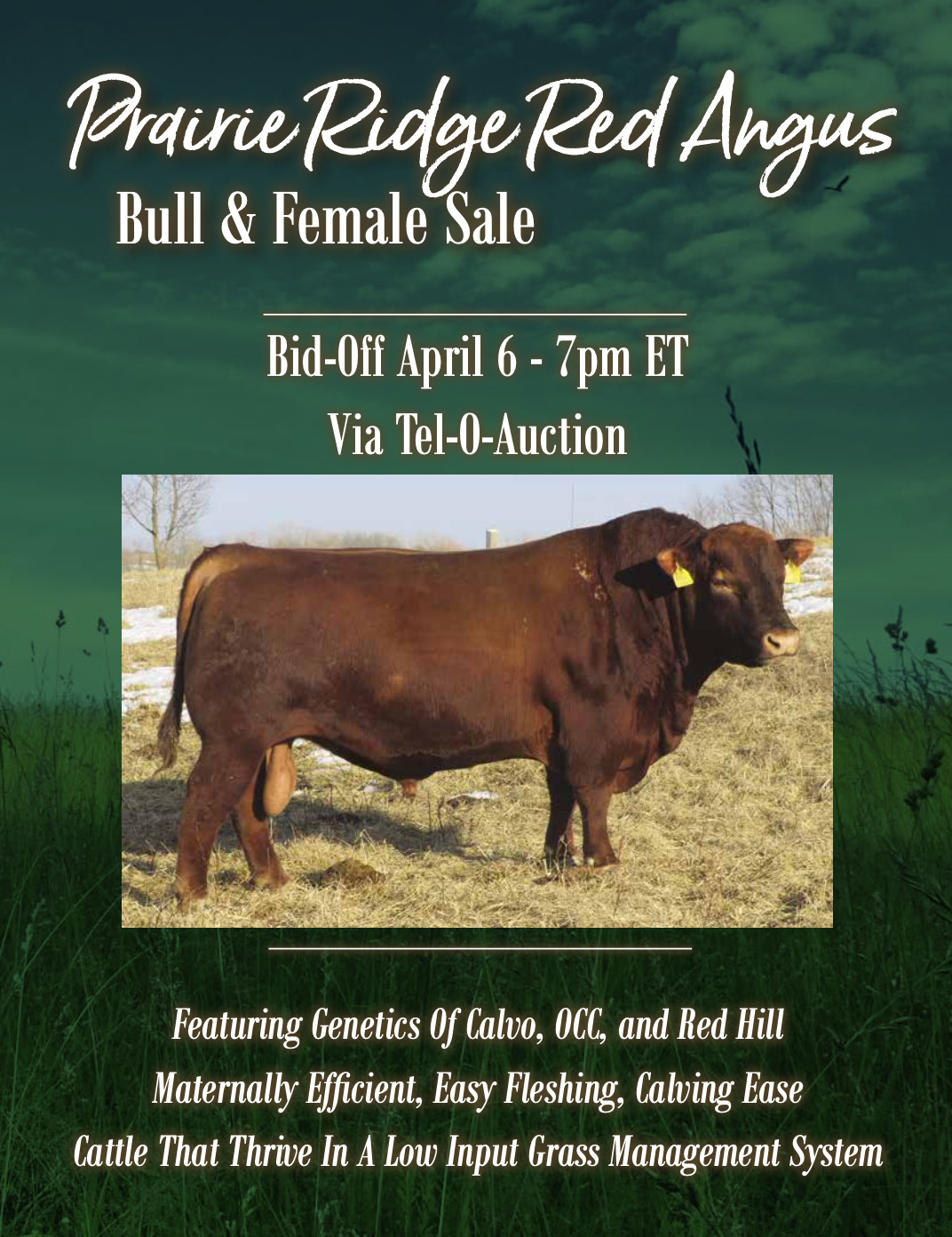 Prairie Ridge Red Angus Bull & Female Sale